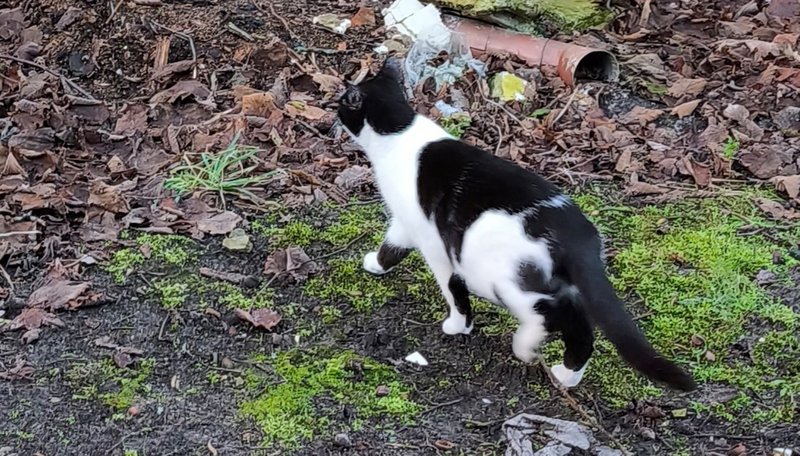 zeigt schwarz-weiße Katze