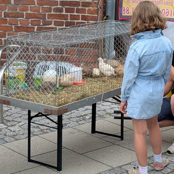 zeigt Mädchen, dass einen Käfig mit Wachteln betrachtet