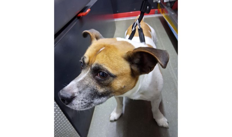 zeigt weiß-braunen Hund