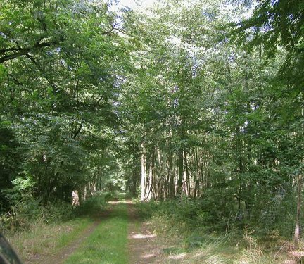 zeigt Wanderweg im Wald
